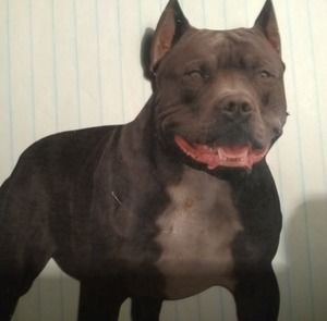 Meet your Posher, Kenneth